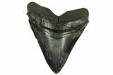 Fossil Megalodon Tooth - South Carolina #124189-1